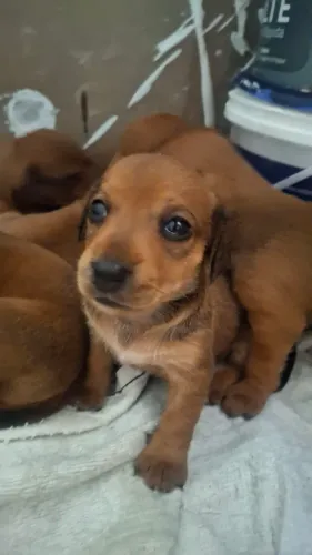 Filhote de Dachshund (salsicha) R$ 300
