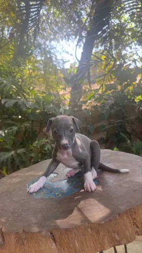 Galgo Italiano