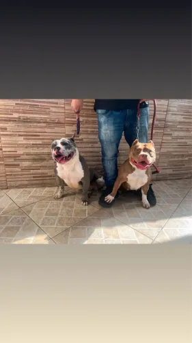 American bully 