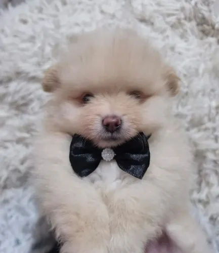 Spitz Alemão Anão- Lulu da Pomerânia Filhotes 