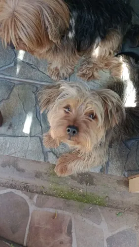 Um cachorro 