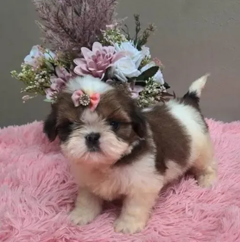 Shihtzu Mini Filhotes Muito Silênciosos.