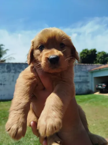 Golden Retriever