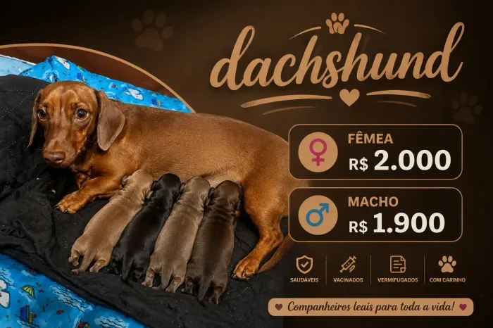 dachshund