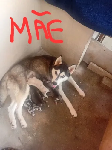 Husky siberiano