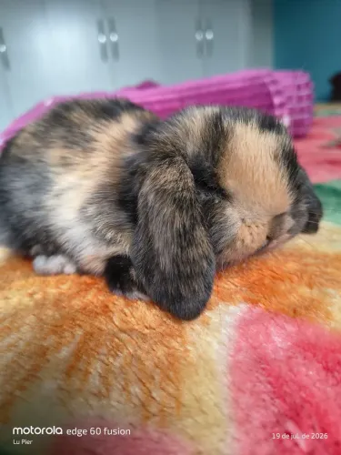 Coelho Mini Lop Uruguaio LEIA