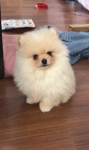 Filhote Lulu da pomerania macho