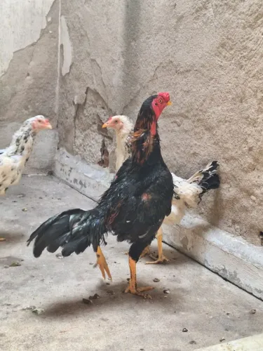 Galo