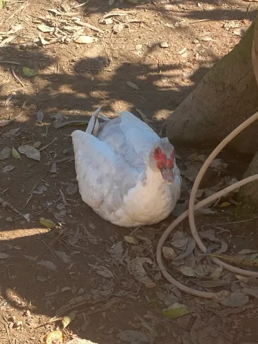 Vende-se patos