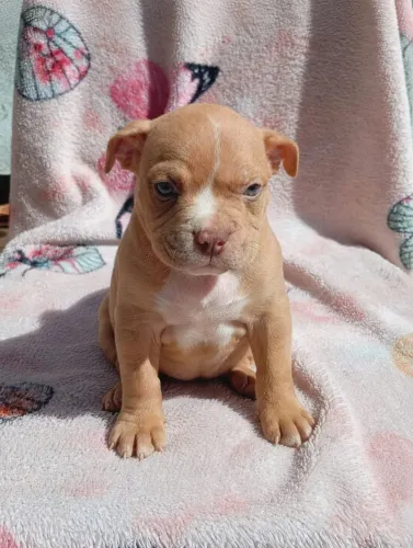Filhote American Bully
