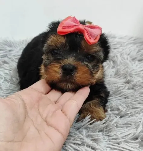 Filhote Yorkshire Terrier, Um lar cheio de amor precisa de um filhotinho!