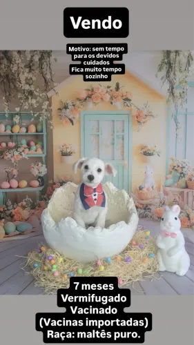 Maltês puro 7 meses 
