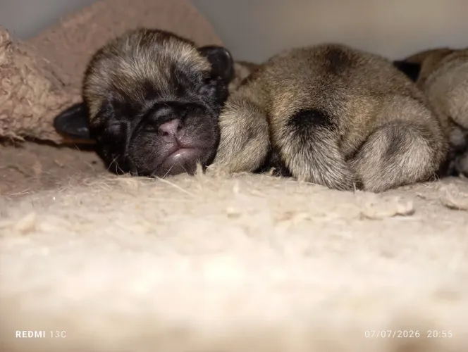 Lindos filhotes de Pug 