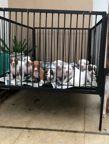 Corredeira (Berço cachorro) tamanho Grande!