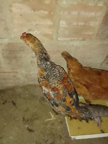 Frango capoeira