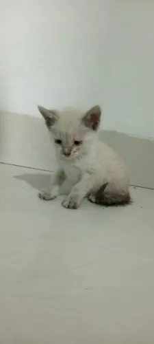 Gato filhote pra doação