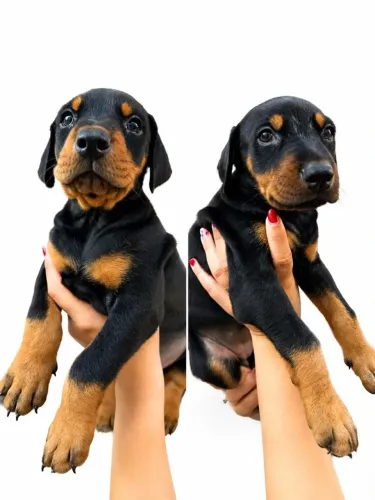 Filhotes de Doberman Raça Pura