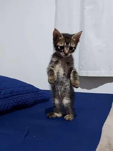 Doação de gatinhos