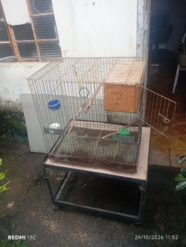 Gaiola criadeira de calopsita com carinho