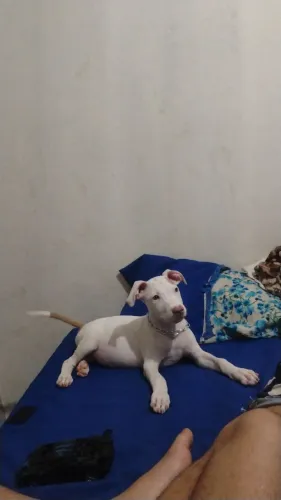 Cachorro pitmonster 2 meses