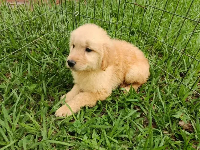 Golden retriever porte grande