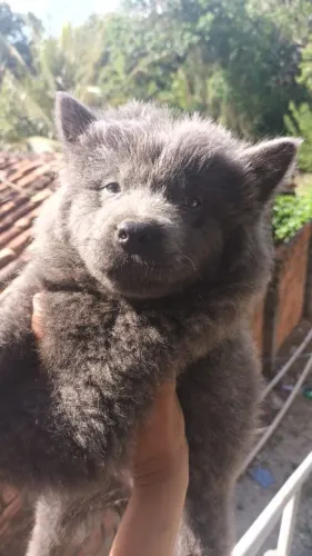 Chowchow filhote cinza