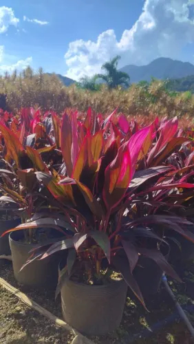 Dracena cordelinea rosa
