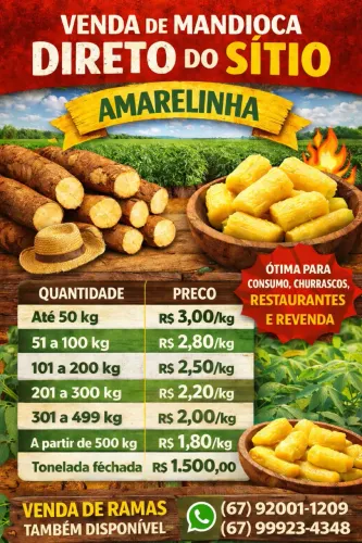 Mandioca Amarela