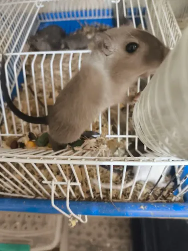 Gerbil, Esquilos da Mongólia