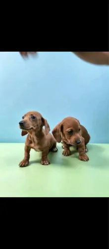 Basset