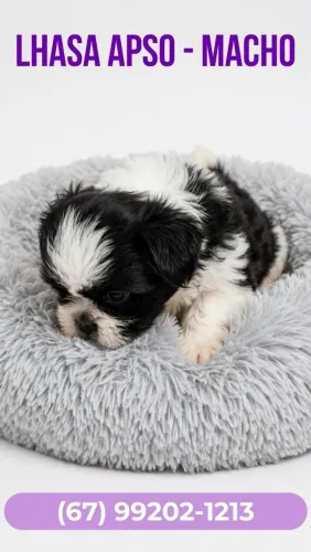 Shihtzu macho