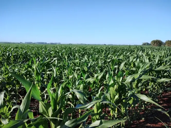 Chácara de 5 hectares 