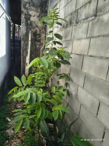 Plantas frutíferas