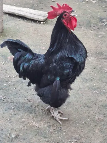 Pintinhos Gigante negra de Jersey! Raça pura
