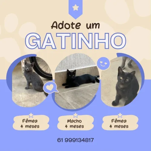 Doação de gatinhos