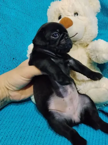 Vendo lindos filhotes de Pug 