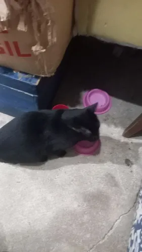 Gato pra doar