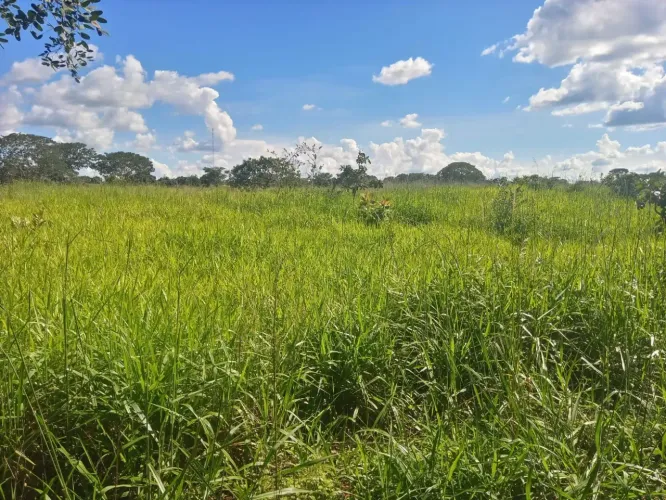 Vendo uma Área 60.000M² no Café sem Troco - Excelente investimento - 600m da BR130