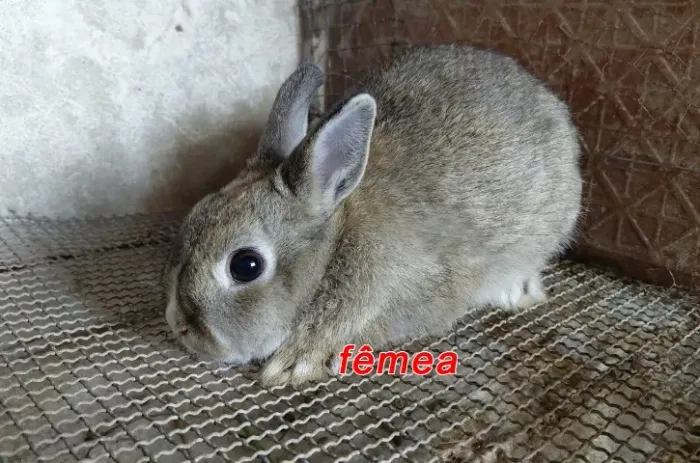 Filhote de Netherland Dwarf fêmea