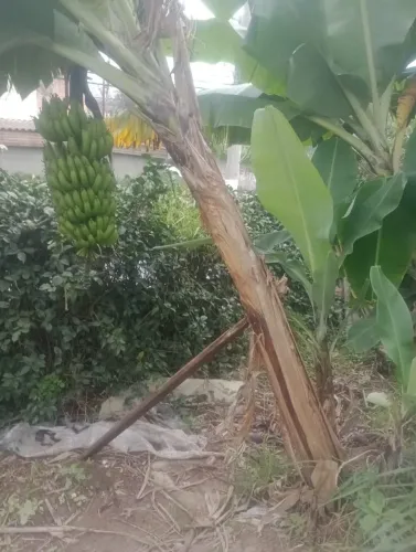 Mudas de banana