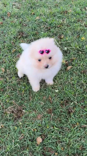 Fêmea Spitz alemão
