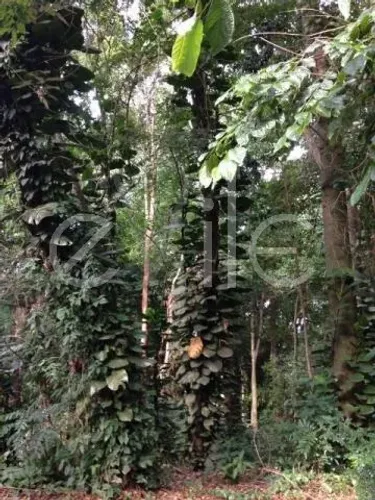 terreno - Jardim Santana - Campinas
