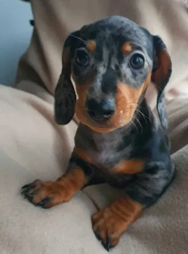 Dachshund Arlequim Raro - Fêmeas