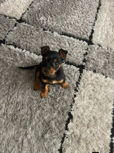 PINCHER FÊMEA ZERO 2 meses
