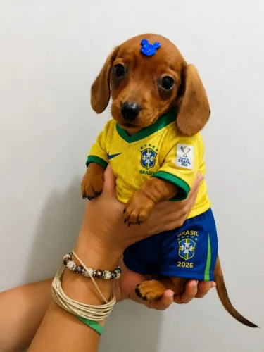 Teckel mini machos parc/10x sem taxa entrego hoje chama no zap