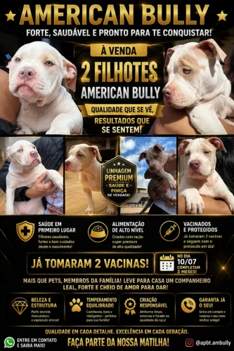 Filhote de American bully
