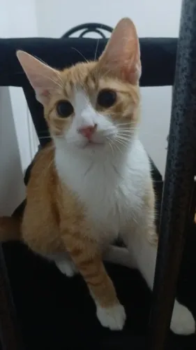 DOAÇÃO GATO FILHOTE