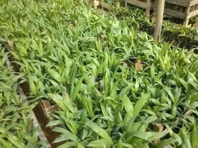 Mudas de Pupunha Peruana