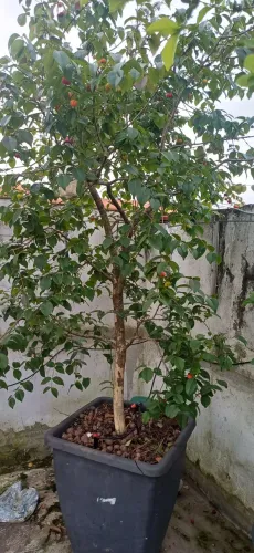 Pitanga vermelha Gigante esta "Carregada de frutos"