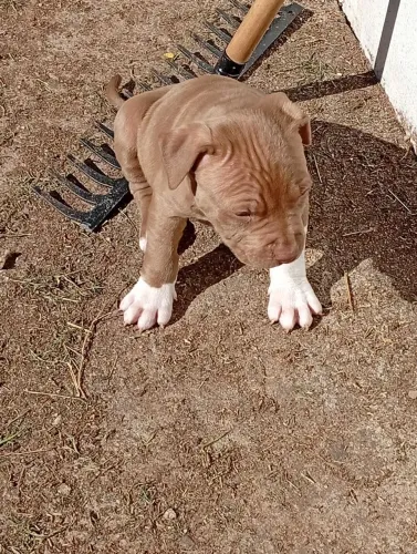 Cachorro filhote de Pitbull